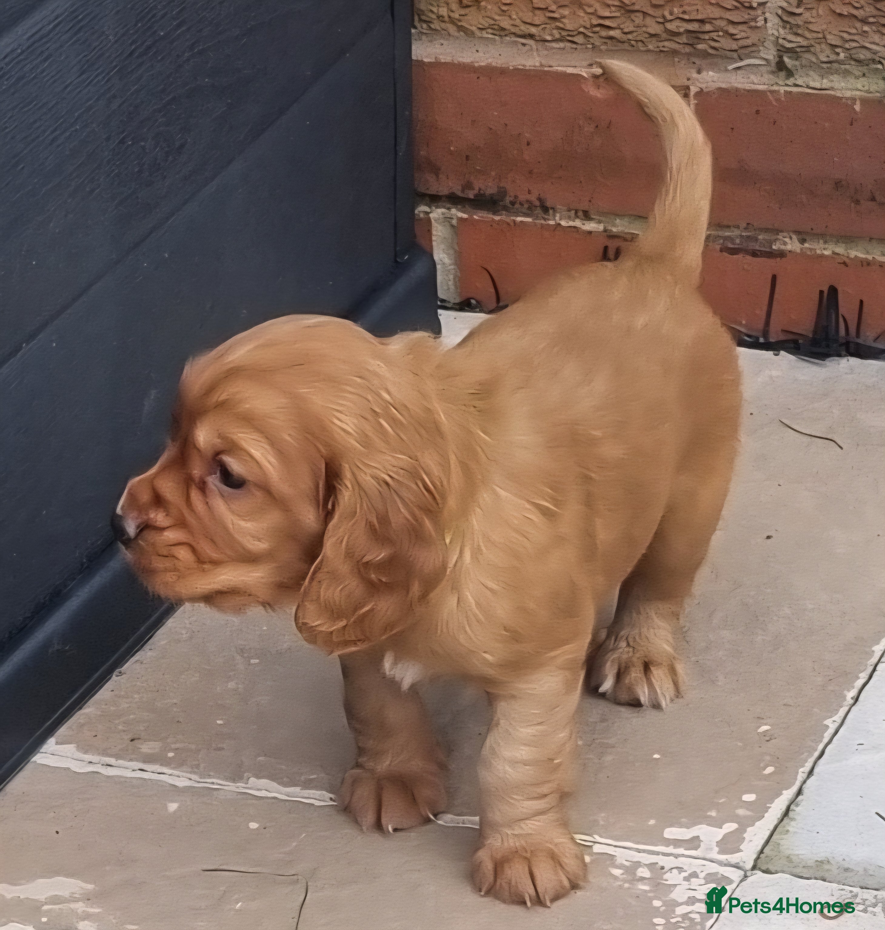 Cocker Spaniel dogs Adorable cocker spaniel puppies - Advert 2