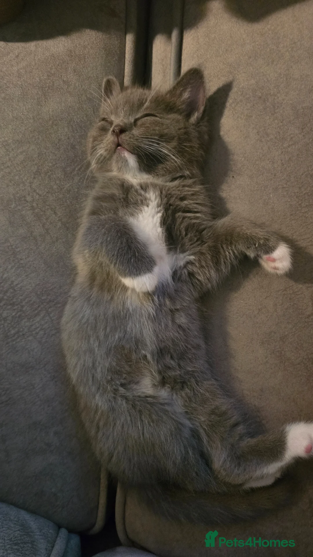 Ragdoll cats for sale: 4 gorgeous kittens available  - Advert 12