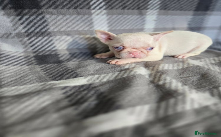 French Bulldog dogs - Advert 4