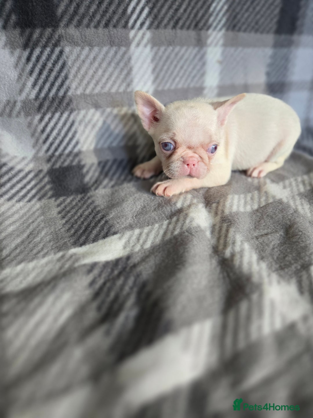French Bulldog dogs for sale: French bulldog pups pink/fluffy READY NOW - Image 1
