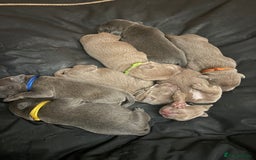 Staffordshire Bull Terrier dogs for sale: 7 gorgeous blue/lilac staffies - Image 4