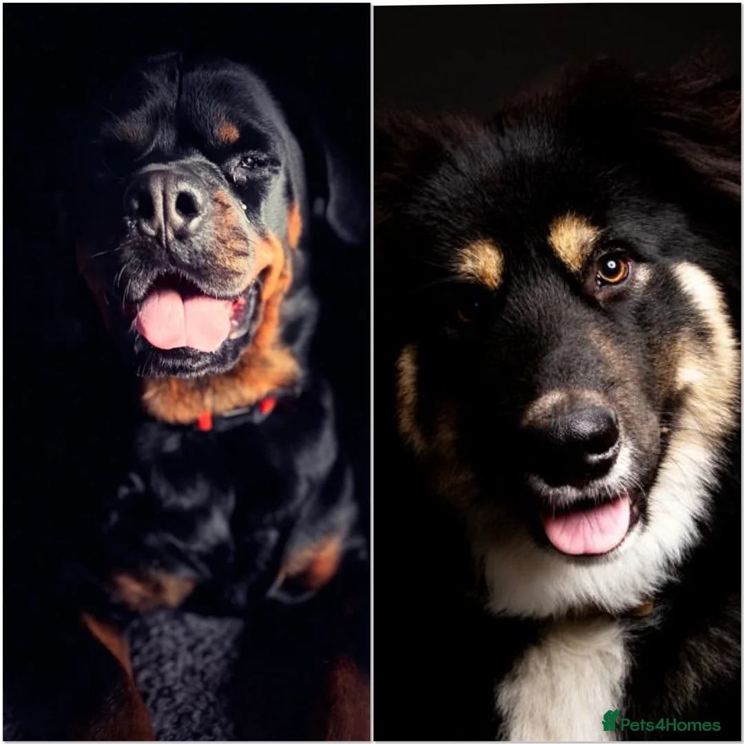 Mixed Breed dogs for sale: Rottweiler/hucky, malamute puppies  - Advert 1