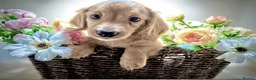 Miniature Dachshund dogs for sale: 🍦🍦ENGLISH CREAM MINIATURE LONG HAIR DACHSHUND🍦 - Advert 4