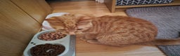 Mixed Breed cats for sale: Pretty Ginger Girl - Advert 5