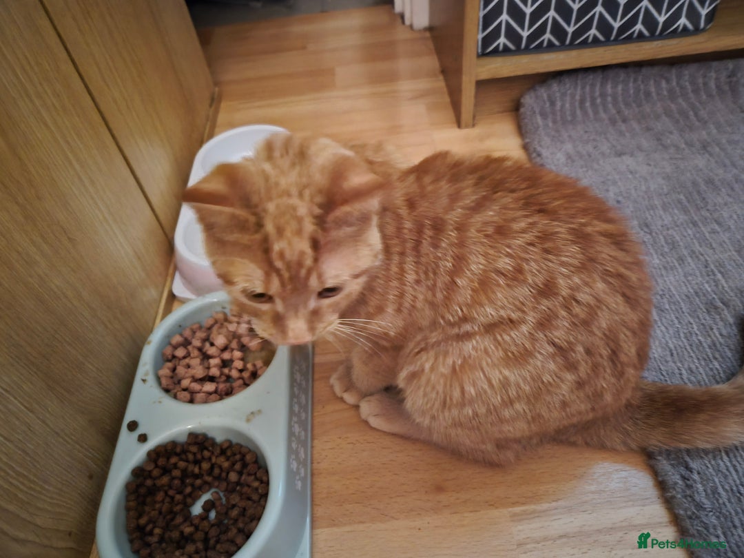 Mixed Breed cats for sale: Pretty Ginger Girl - Advert 5