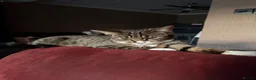 Domestic Shorthair cats for sale: Tabby print domestic shorthair cat  in Leeds - Advert 3