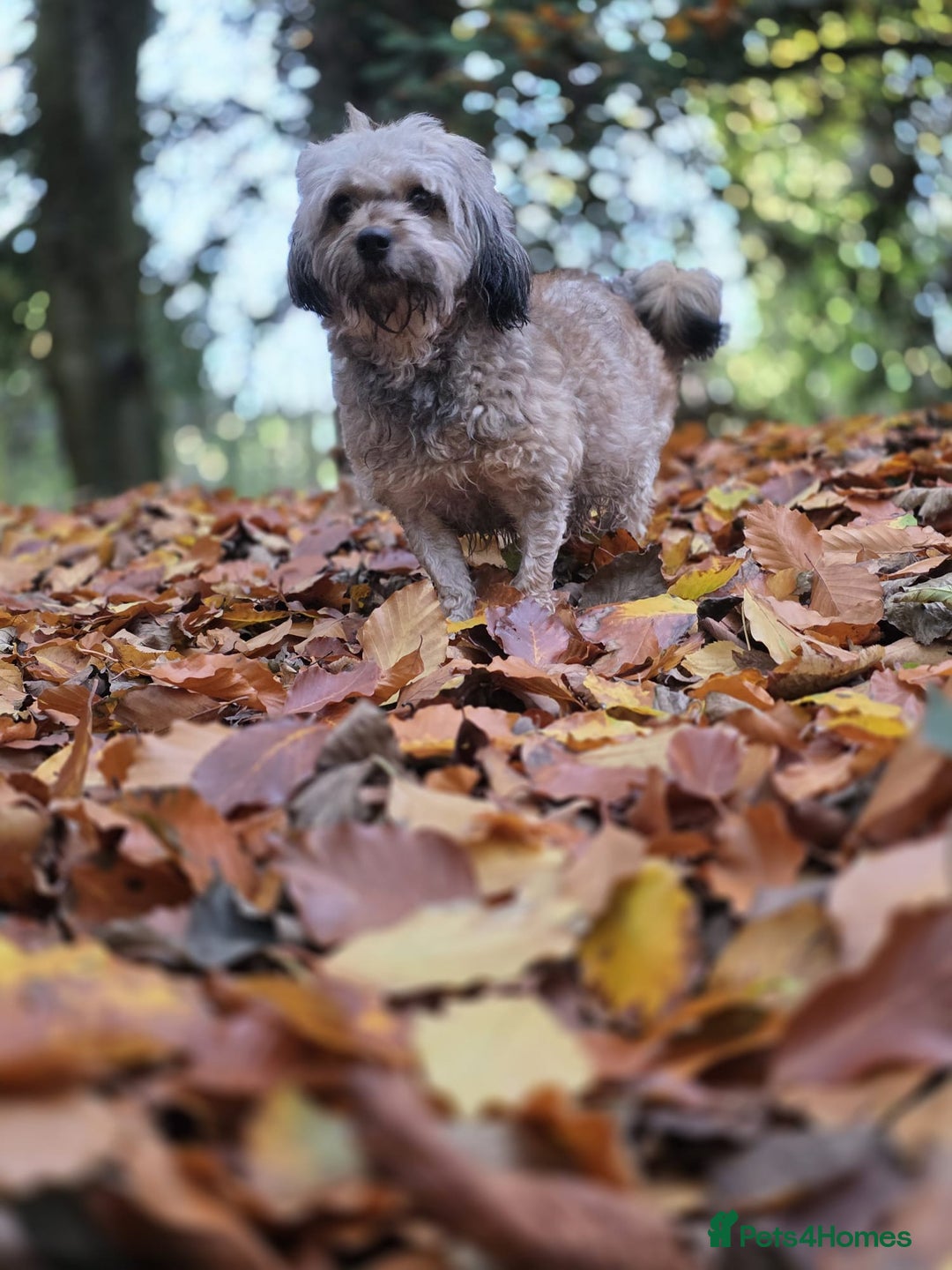 Mixed Breed dogs for sale: Miniature Dachshund x Bichon Havanese Puppies - Advert 5