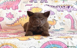 Chow Chow dogs for sale: Exotic colour chowsky puppies for sale  - Image 11