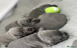 Staffordshire Bull Terrier dogs for sale: 🏆  GRAND CHAMPION Staffordshire Bull Terrier Pups - Image 8