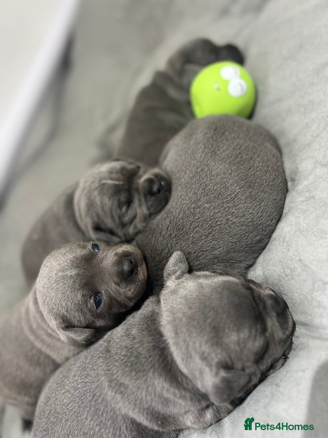 Staffordshire Bull Terrier dogs for sale: 🏆  GRAND CHAMPION Staffordshire Bull Terrier Pups - Image 8
