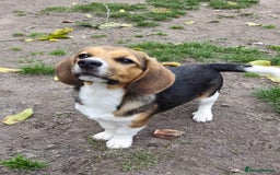 Beagle dogs for adoption: 💙🐶 ELVIS 🐶💙 - Image 4