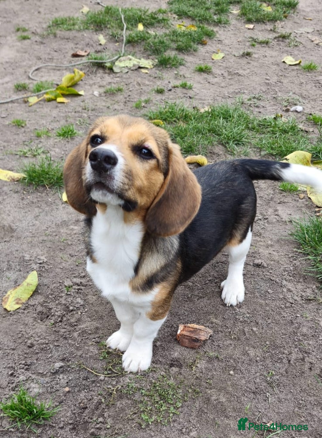 Beagle dogs for adoption: 💙🐶 ELVIS 🐶💙 - Image 4