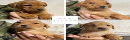 Labrador Retriever dogs for sale: 3 dogs available. KC Reg. Health Tested Parents.  - Advert 24