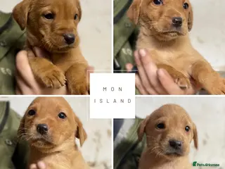 Labrador Retriever dogs 10 beautiful fox red & yellow Labrador puppies - Advert 7