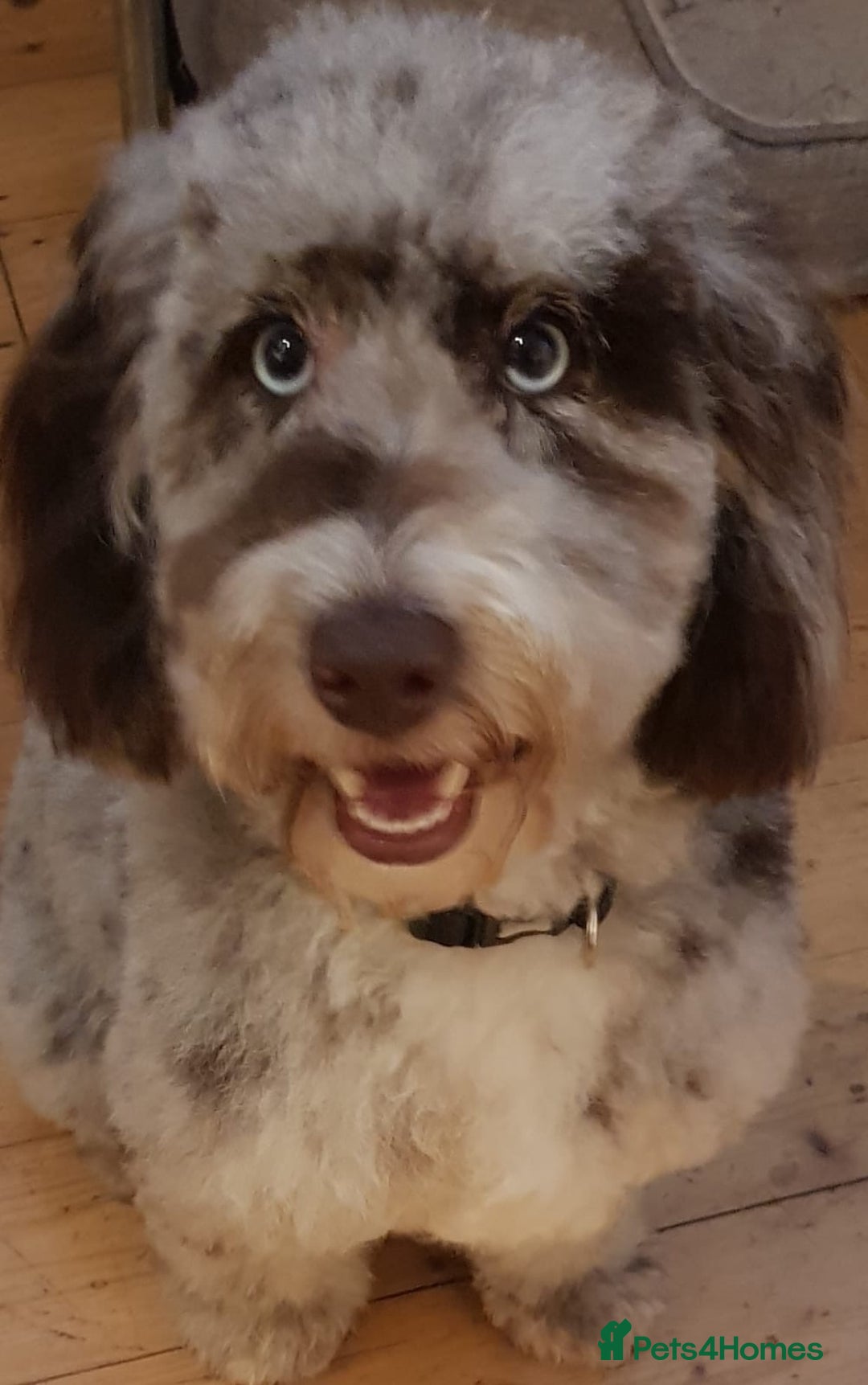 Mixed Breed dogs for sale: Loyal F1b Cockapoo - Advert 2