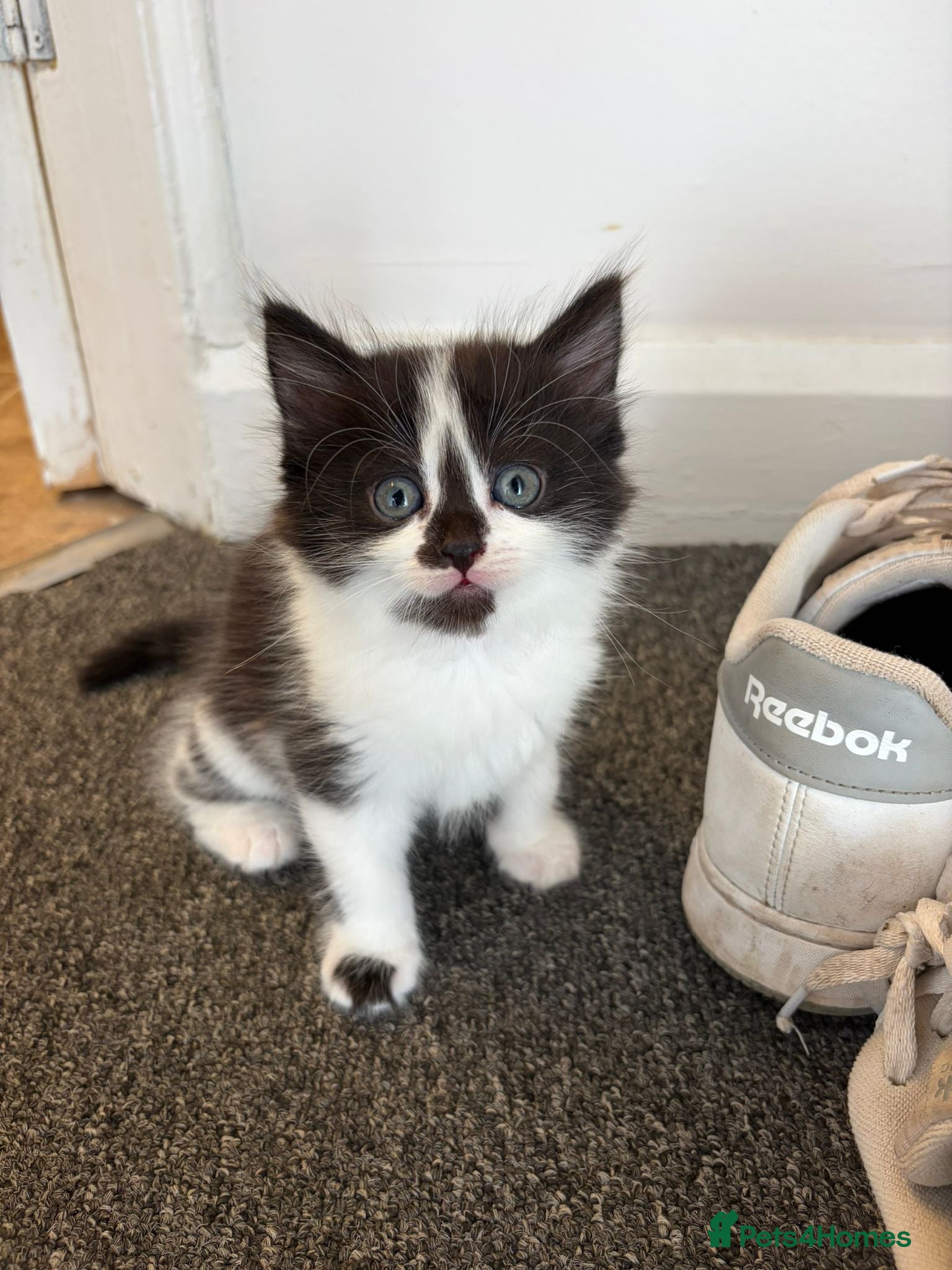 British Longhair cats for sale: Beautiful long hair kittens in Derby - Advert 2