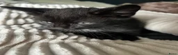 Mixed Breed cats for sale: Gorgeous kittens  - Advert 5