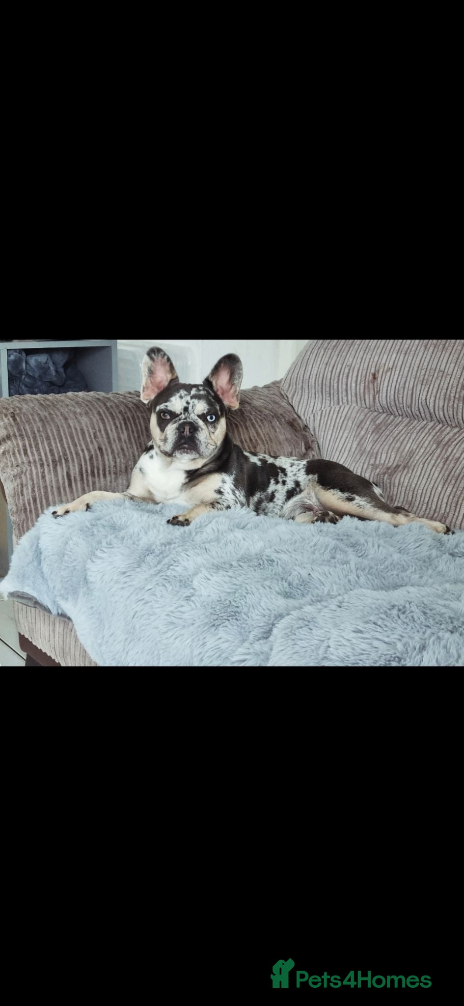 French Bulldog dogs French bulldog pups lovely colours  - Advert 1