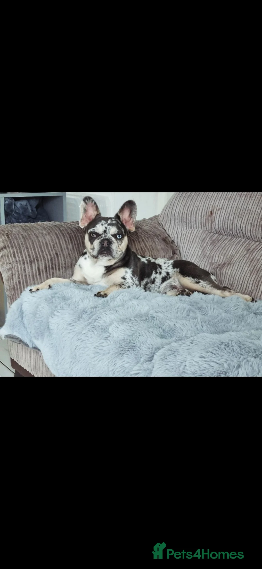 French Bulldog dogs for sale: French bulldog pups lovely colours  - Advert 1