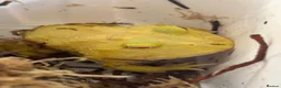 Frog reptiles for sale: Super Pikachu Pacman Frog - Advert 3