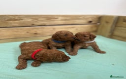 Cockapoo dogs for sale: Fox red cockapoo's - Image 12