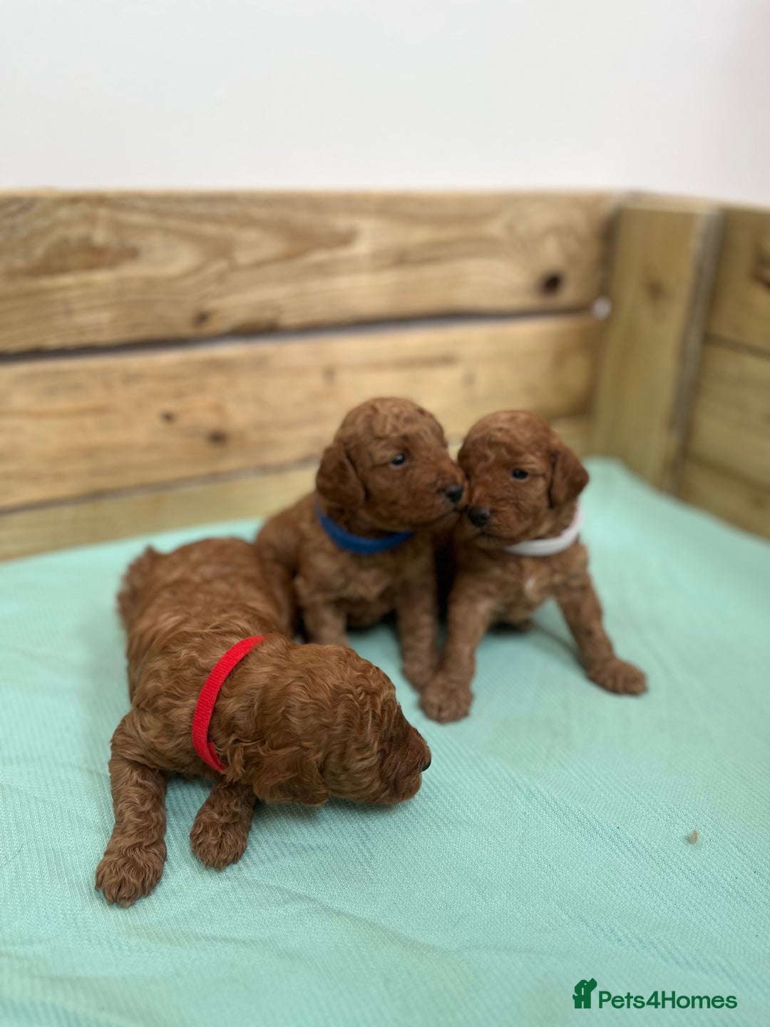 Cockapoo dogs for sale: Fox red cockapoo's - Image 12