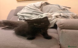 Mixed Breed cats for sale: 3 Gorgeous Long Hair Kittens Available - Image 10