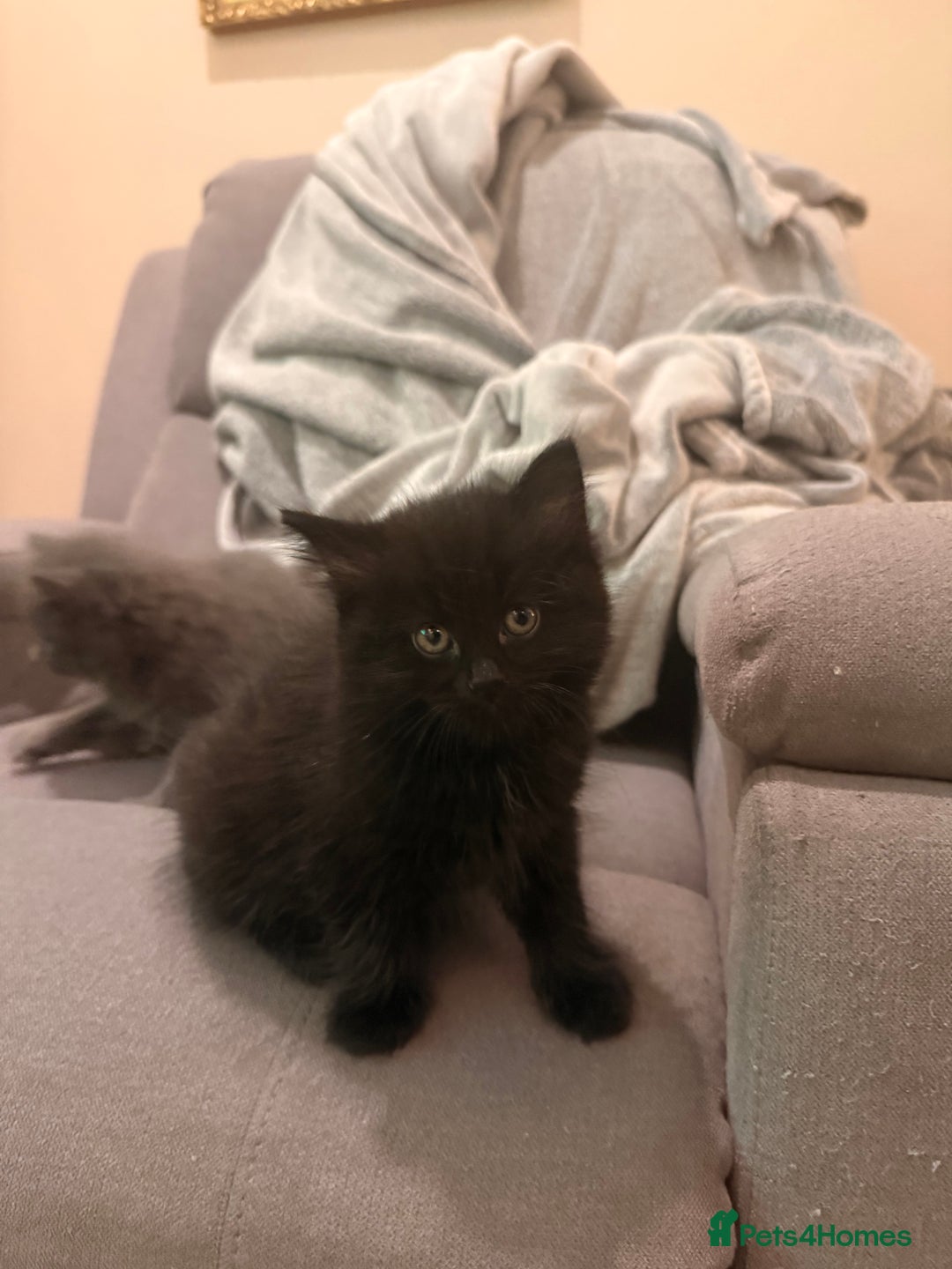 Mixed Breed cats for sale: 3 Gorgeous Long Hair Kittens Available - Image 10