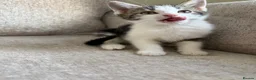 Mixed Breed cats for sale: 7 beautiful kittens ready from a loving home in Huddersfield - Advert 25