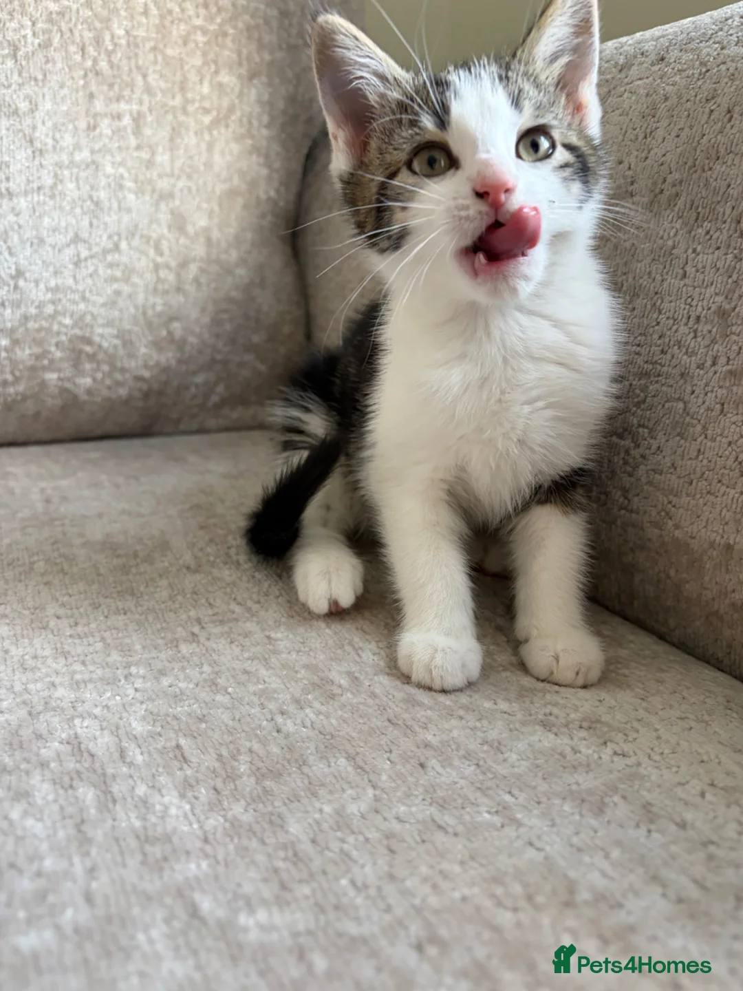 Mixed Breed cats for sale: 7 beautiful kittens ready from a loving home in Huddersfield - Advert 25