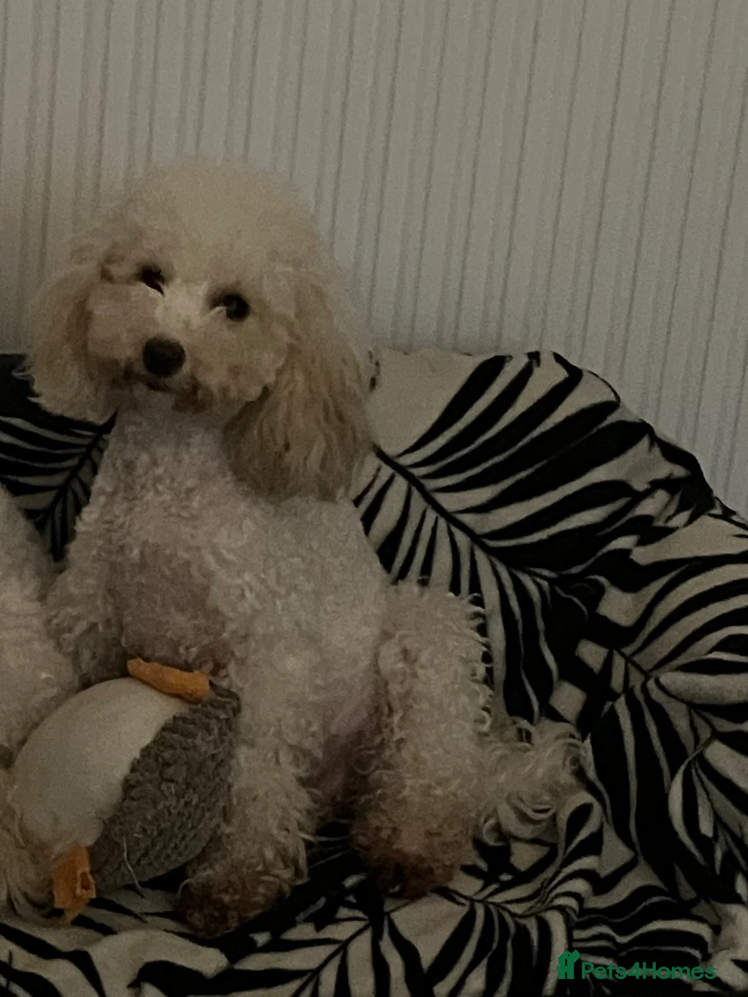 Toy Poodle dogs for sale: Toy Poodle Puppies - Advert 20