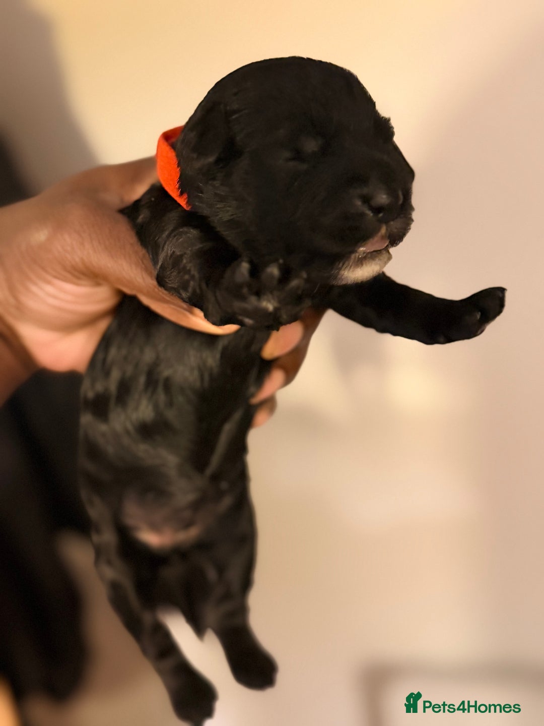 Cockapoo dogs for sale: Adorable Puppies Looking for Their Forever Homes! - Advert 14