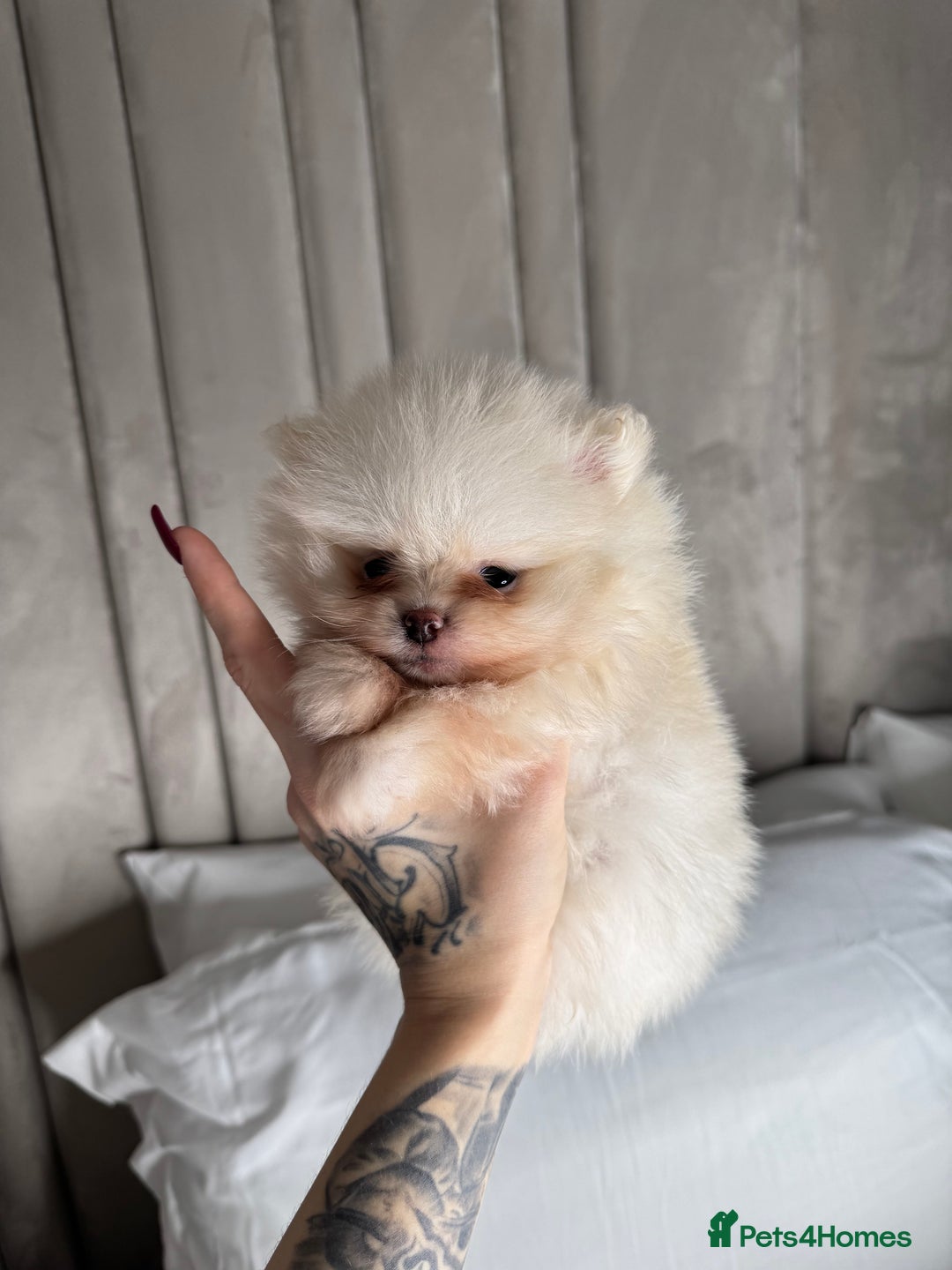 Pomeranian dogs for sale: 3 TEDDY KC POMERANIANS LEFT 🐶 - Advert 5