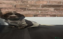 Cockapoo dogs for sale: F1b cockapoo pups  - Advert 11