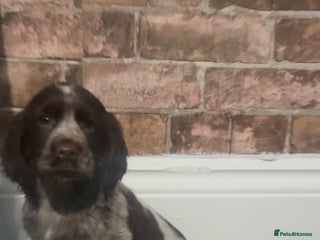 Cockapoo dogs Beautiful miniature cockapoo boys🐾 - Advert 1