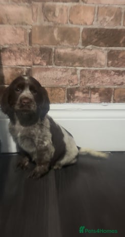 Cockapoo dogs Beautiful miniature cockapoo boys🐾 - Advert 4