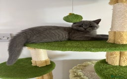 British Shorthair cats for sale: Chunky British Shorthair Kittens in Braintree - Image 7