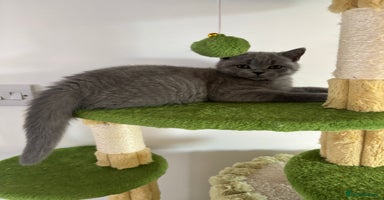 British Shorthair cats in Braintree - Advert 5