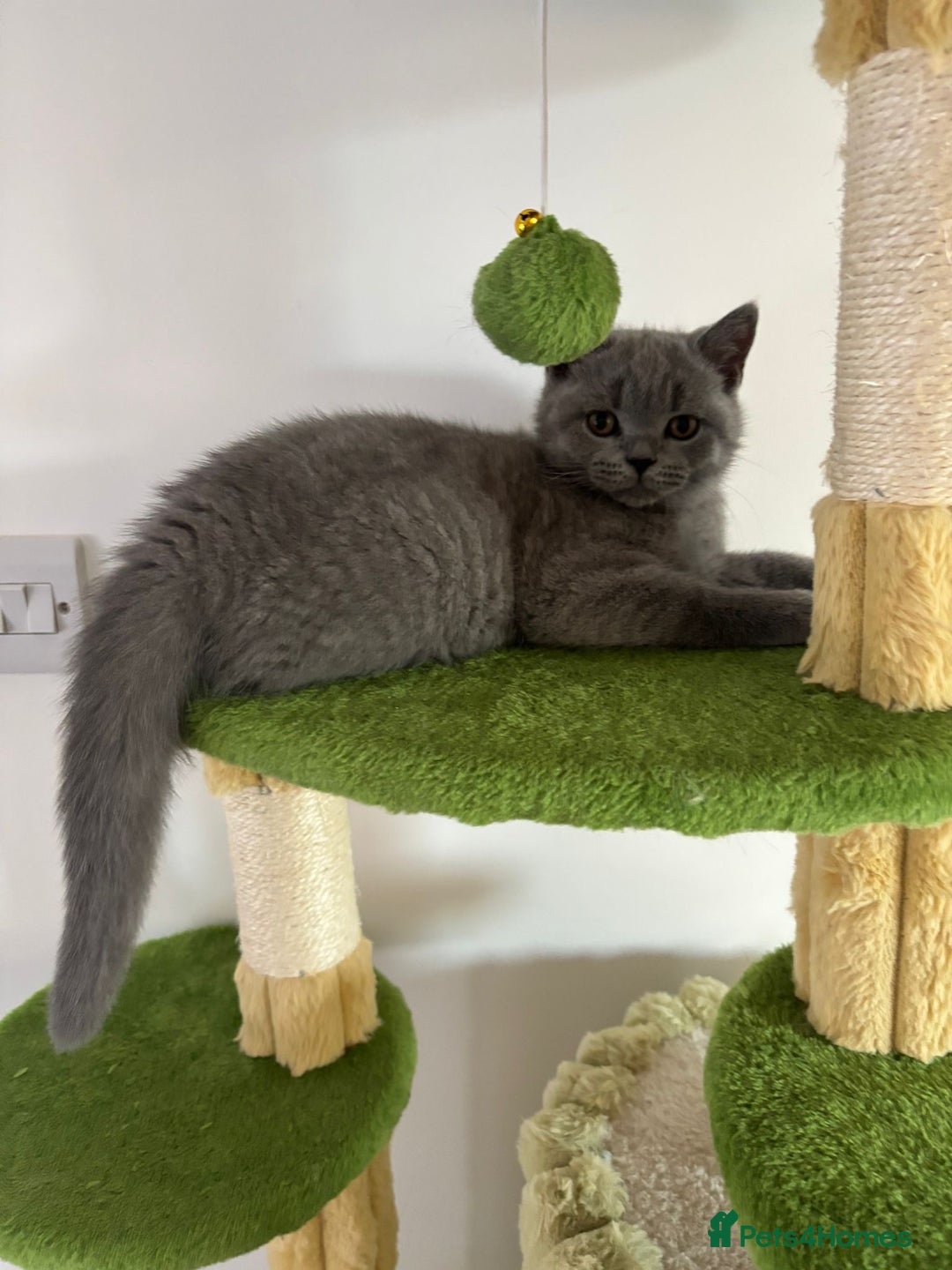 British Shorthair cats for sale: Chunky British Shorthair Kittens in Braintree - Image 7