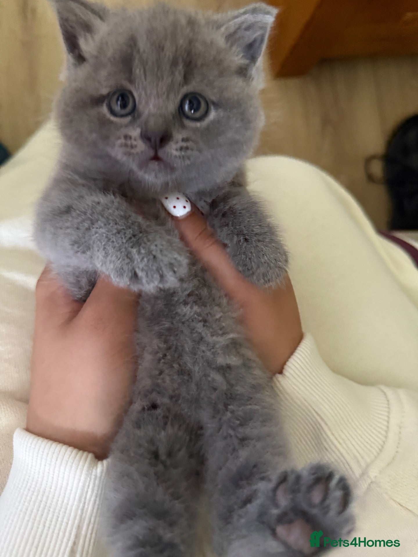 British Shorthair cats Beautiful British Shorthair Kitten  - Advert 1