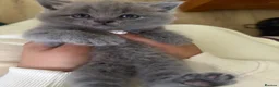 British Shorthair cats for sale: Beautiful British Shorthair Kitten  - Advert 1