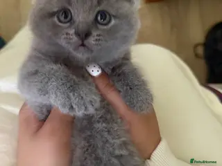 British Shorthair cats Beautiful British Shorthair Kitten - Advert 1