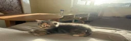 Mixed Breed cats for sale: Exotic Persian cross kittens - ready for new homes - Advert 6