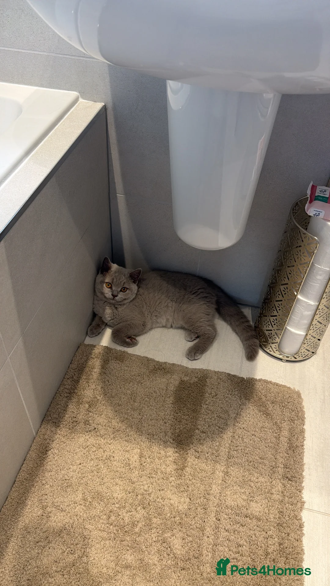 British Shorthair cats for sale: Registered British shorthair kittens  - Advert 10