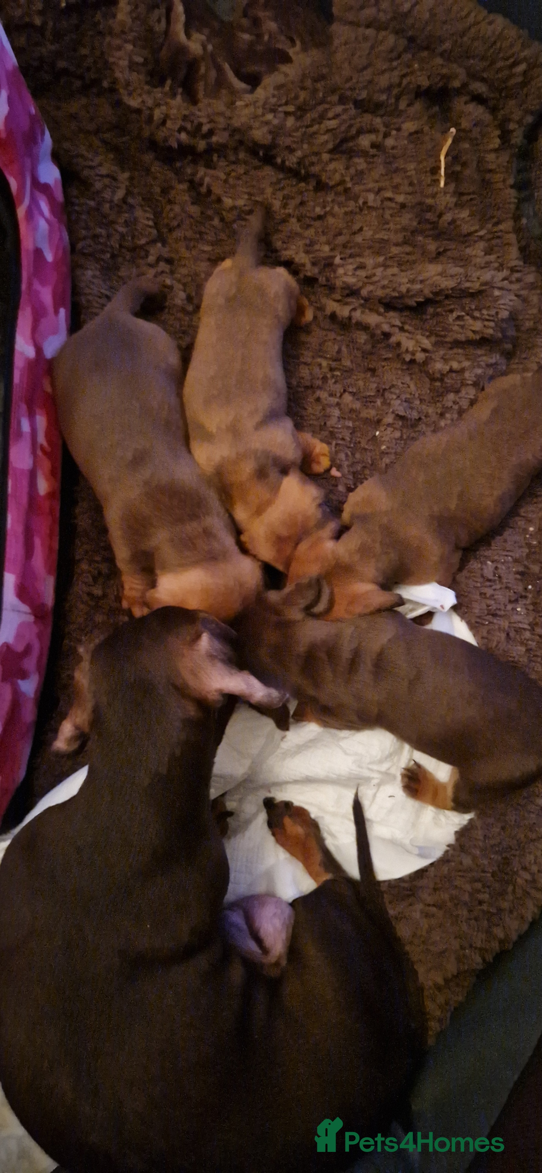 Miniature Dachshund dogs Miniature dachshund  - Advert 11