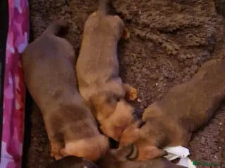 Miniature Dachshund dogs Miniature dachshund - Advert 4