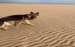 German Shepherd dogs for stud: German Shepherd For Stud - Image 11