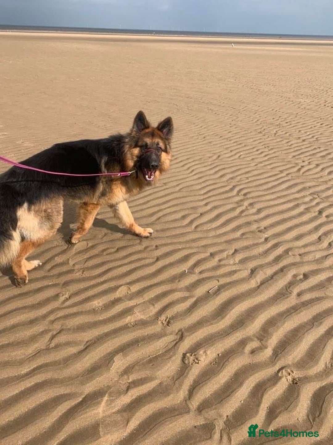 German Shepherd dogs for stud: German Shepherd For Stud - Image 11