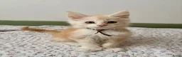 Maine Coon cats for sale: Polydactyl Full Maine Coon Kittens - Advert 4