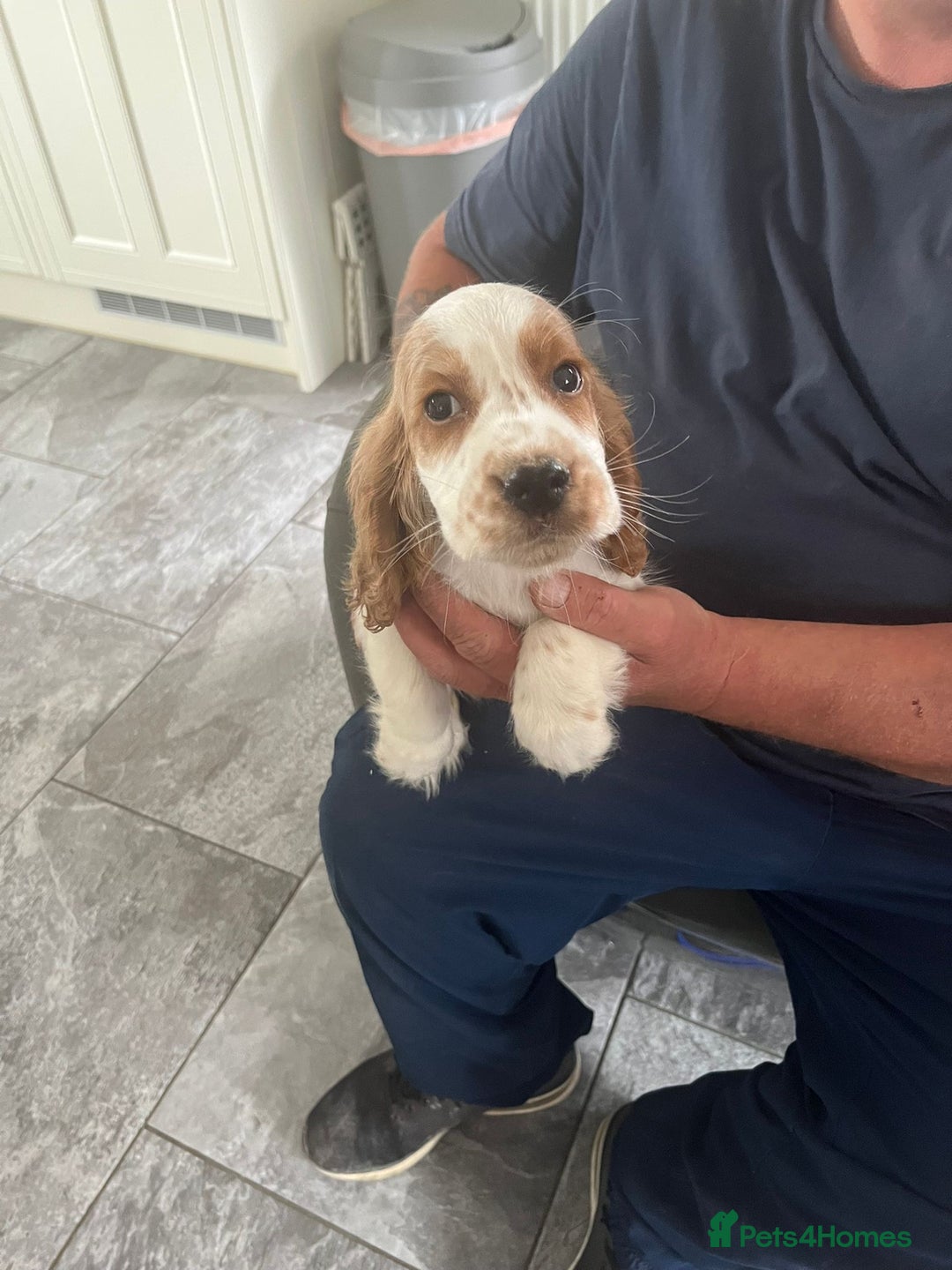 Cocker Spaniel dogs for sale: OUT STANDING  GORGEOUS SHOW TYPE COCKER SPANIEL  - Image 7